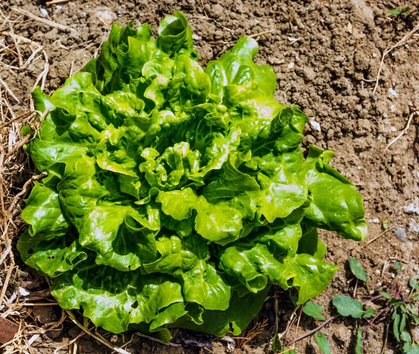 Curly Lettuce Growing Ground Healthy Greens Mediterranean Cuisine — Stockfoto