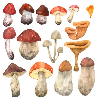 Yenilebilir orman mantarları teması suluboya klipleri: boletus, boletus, porcini mantarları, chanterelles ve mantarlar, kızıllar. Tasarım sembolleri