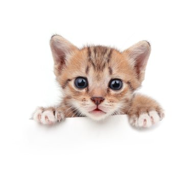 Kağıt yan bebek kedi