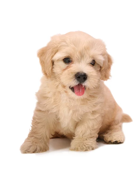 Poodle cachorro — Foto de Stock