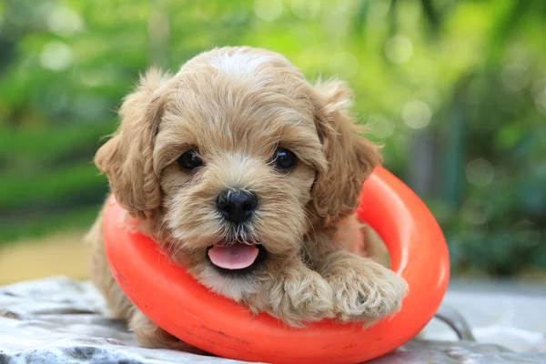 Poodle puppy — Stock Photo, Image