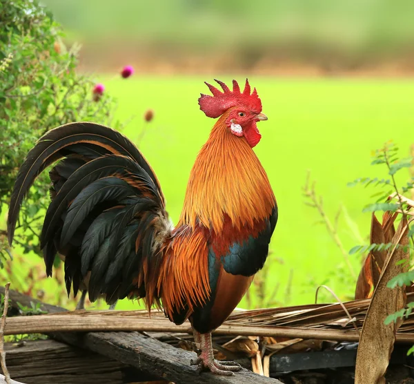 Hermoso gallo Fotos de stock libres de derechos