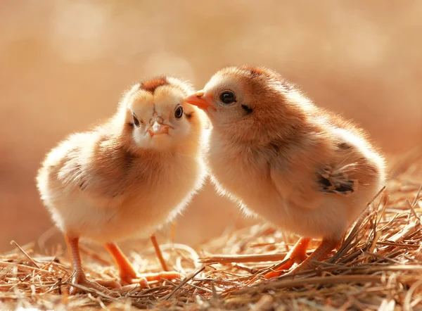 Bebês bonitos frango — Fotografia de Stock