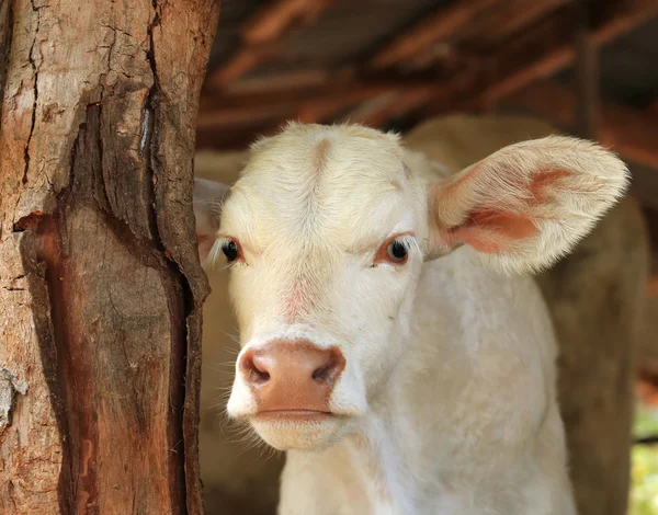 Bayi sapi Stok Foto