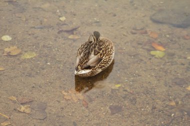 suyun üstünde gri ördek