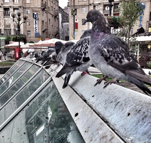 Tauben auf dem Dach Stockbild