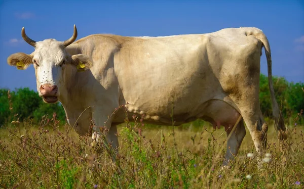 White cow on the pasture — Stock Photo, Image