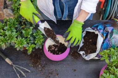Yeşil lastik eldivenli kadın elleri yeşillik dikiyor