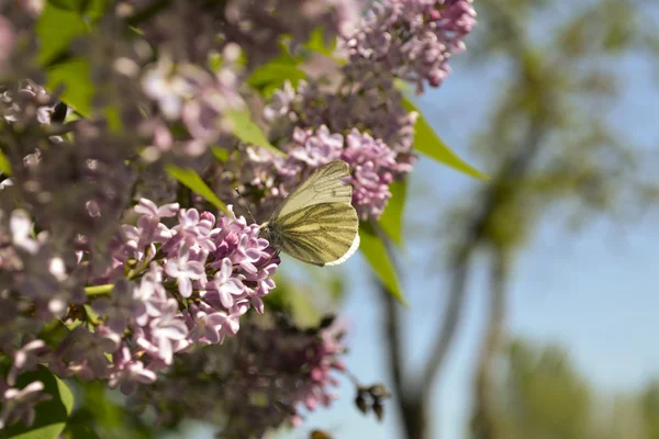 Schmetterling auf einem Ast lizenzfreie Stockbilder