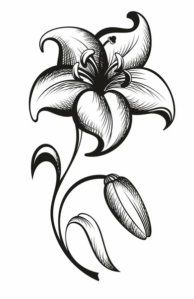 Image Vectorielle Noire Fleur Lis Isolée Sur Fond Blanc — Image vectorielle