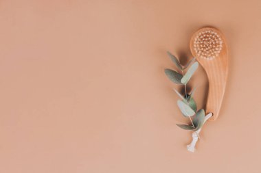 Doğal yaban domuzu tüyleri kuru yüzü ya da okaliptüs yapraklı vücut fırçasını pastel bej arka planda temizler. Sert sebze lifleriyle kuru yüz fırçası. Deri ayini deokslanıyor. Model resmi