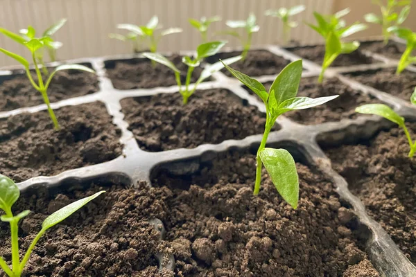 Mudas de plantas verdes em vasos de plástico na soleira da janela. Varanda jardinagem, casa auto-suficiente e conceito de comida orgânica caseira. Espaço de cópia, foco seletivo — Fotografia de Stock