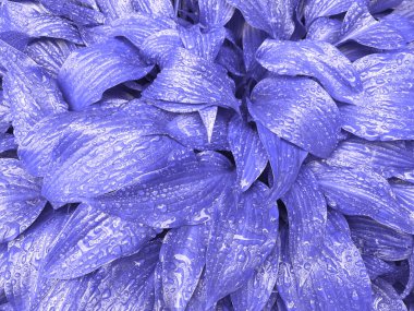 Taze yapraklardan yapılmış mor leylak arkaplan. 2022 yılının rengini gösteren arkaplan