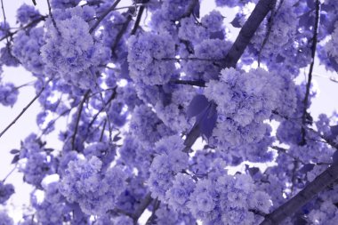 Sakura kiraz ağacının tonlu görüntüsü - lavantaya karşı çiçek açan güzel ağaç ya da fotokopi alanı olan eflatun gökyüzü arkaplanı. Bahar mevsimi, seçici odaklanma. Yılın rengi konsepti