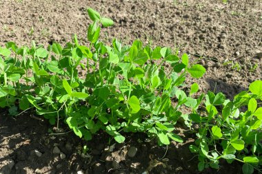 Ev bahçesinde bezelye filizi. Kendi kendine yeten ev ve organik gıda konsepti. Boşluğu kopyala, seçici odak