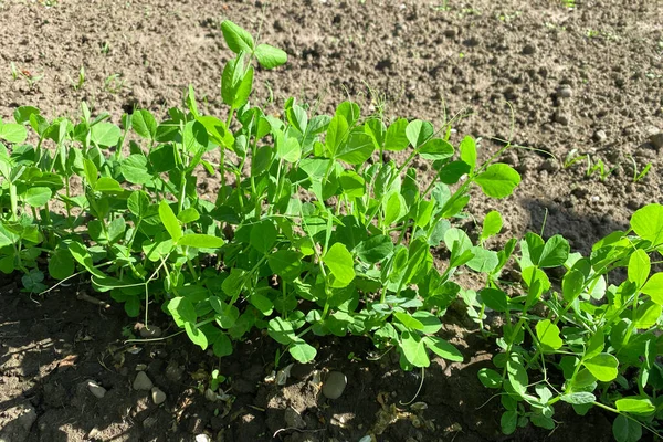 Ev bahçesinde bezelye filizi. Kendi kendine yeten ev ve organik gıda konsepti. Boşluğu kopyala, seçici odak