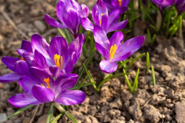Çiçek açan mor timsahların modaya uygun arka plan görüntülerini kapatın. Erken bahar çiçekleri - crocus sativus. Seçici odak