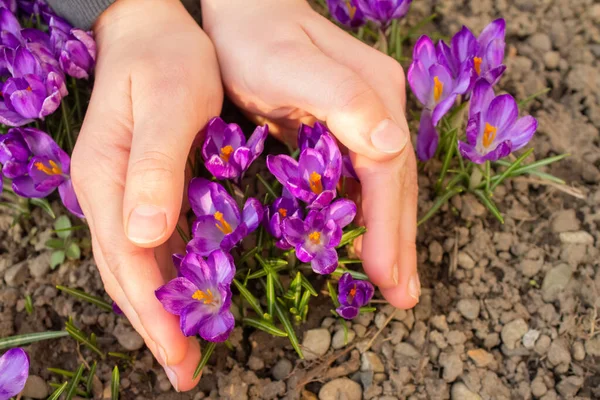 Çiçekli mor timsahlı çocuk elleri. Erken bahar çiçekleri - crocus sativus. Crocus türünün korunma durumu. Seçici odak