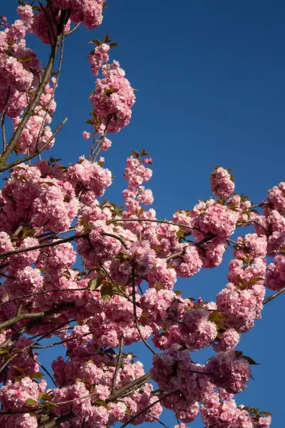 Close up view of beautiful sakura blooming tree - pink blossom on sakura tree branch under blue sky. Spring blossom background with copy space. Vertical image — Foto Stock