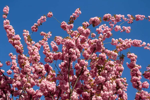 Beautiful blooming sakura tree. Pink blossom on sakura tree branches against blue sky in sunny day. Spring blossom background, springtime concept — Foto Stock