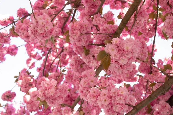 Beautiful blooming sakura tree - pink blossom on sakura tree branch. Spring blossom background, springtime concept — Foto Stock