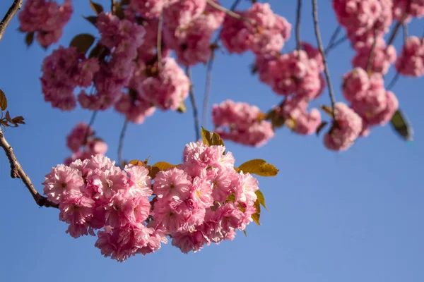 Close up view of beautiful sakura blooming tree - pink blossom on sakura tree branch under blue sky. Spring blossom background with copy space — Foto Stock