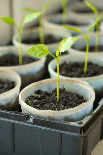 Vertical Image Bell Pepper Seedlings Plastic Pots Window Sill Sun — Fotografia de Stock
