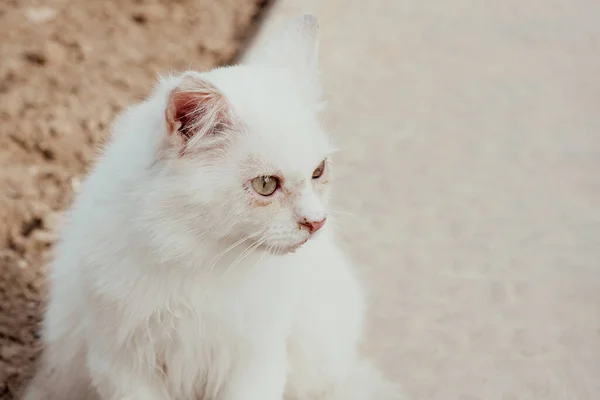 Homeless dirty and sick cat portrait, ailing cat against blurred street background with copy space. Pets shelter concept