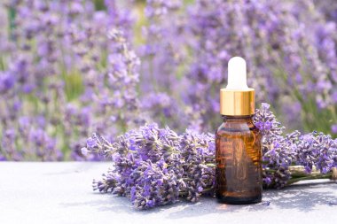 Dropper bottle with lavender cosmetic oil or hydrolate against lavender flowers field as background with copy space. Herbal cosmetics and modern apothecary concept. Lavender essence