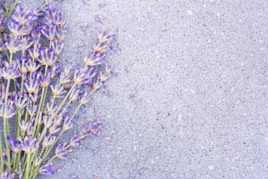 Gri beton zemin üzerinde lavanta çiçekleri ve metin için fotokopi alanı. Bitkisel geçmiş