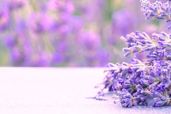 Bouquet Lavender Flowers Blurred Lavender Field Background Copy Space Text — Photo