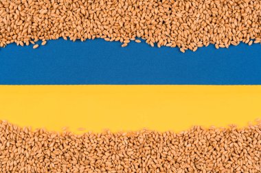 Wheat grain over Ukrainian blue and yellow flag with copy space. Global and European food crisis. World wheat grain crisis after russian invasion of Ukraine