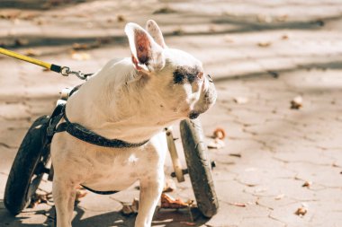 Engelli köpeği tekerlekli sandalyede yürüyor. Köpeğin hareket sorunu. Felç olmuş köpek tekerlekli arabada. Genel Fransız buldog sağlık sorunları