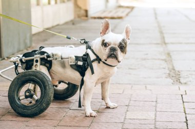 Tekerlekli sandalyede yürüyen engelli bir köpek. Tekerlekli sandalyede yürüyen felçli Fransız bulldog 'u. Köpeğin hareket sorunu