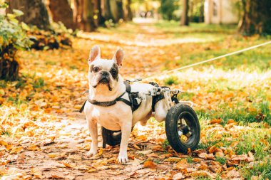 Sonbahar parkında tekerlekli sandalyede yürüyen engelli bir köpek. Felç olmuş Fransız bulldog 'u tekerlekli arabada yürüyor. Köpeğin hareket sorunu. Genel Fransız buldog sağlık sorunları konsepti