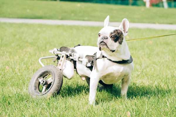 Paralyzovaný Pes Kolečkovém Vozíku Pes Zdravotním Postižením Procházce Bezbariérový Francouzský — Stock fotografie