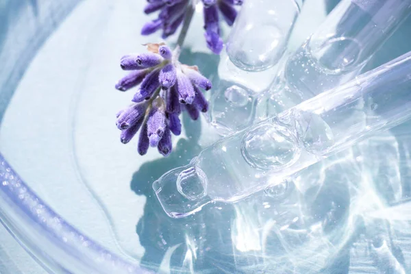 Pipette with cosmetic liquid or face serum with lavender flowers over blue background. Texture of hydrolate or cosmetic oil with lavender extract for skin care. Selective focus