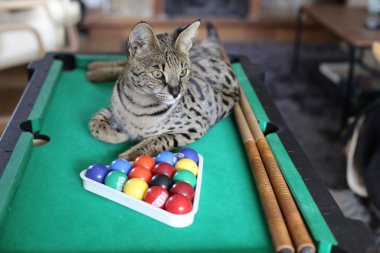 Mini bilardo masasında renkli toplarla güzel egzotik bir kedi resmi.