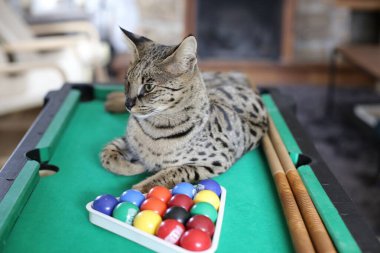 Mini bilardo masasında renkli toplarla güzel egzotik bir kedi resmi.