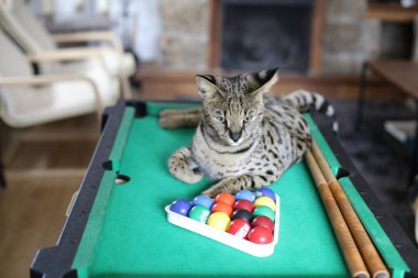 Mini bilardo masasında renkli toplarla güzel egzotik bir kedi resmi.