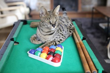 Mini bilardo masasında renkli toplarla güzel egzotik bir kedi resmi.