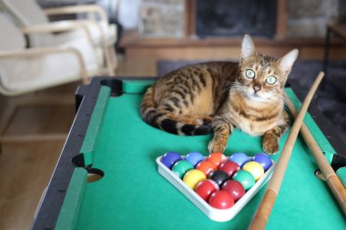 Mini bilardo masasında renkli toplarla güzel egzotik bir kedi resmi.