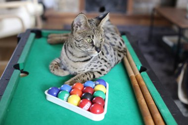 Mini bilardo masasında renkli toplarla güzel egzotik bir kedi resmi.