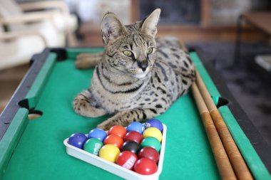 Mini bilardo masasında renkli toplarla güzel egzotik bir kedi resmi.