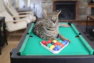 Mini bilardo masasında renkli toplarla güzel egzotik bir kedi resmi.