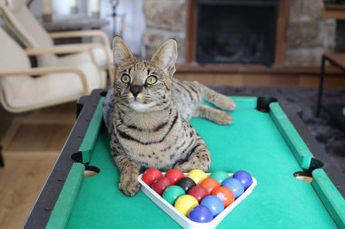Mini bilardo masasında renkli toplarla güzel egzotik bir kedi resmi.