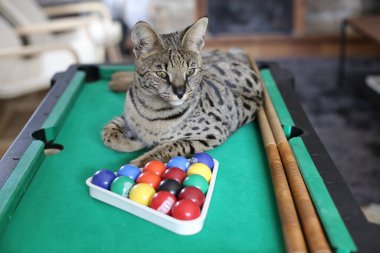 Mini bilardo masasında renkli toplarla güzel egzotik bir kedi resmi.