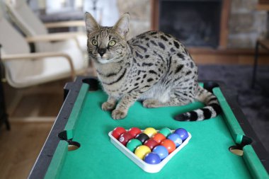 Mini bilardo masasında renkli toplarla güzel egzotik bir kedi resmi.