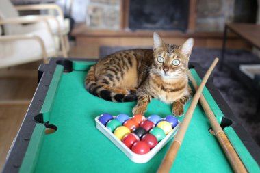 Mini bilardo masasında renkli toplarla güzel egzotik bir kedi resmi.