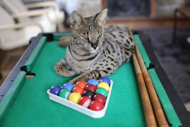 Mini bilardo masasında renkli toplarla güzel egzotik bir kedi resmi.